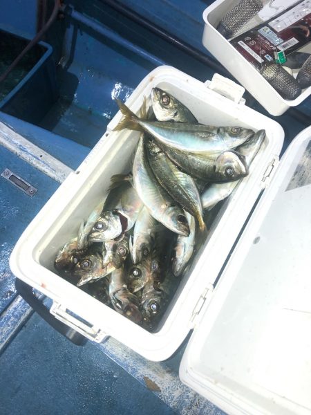 ヤザワ渡船 釣果