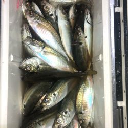 ヤザワ渡船 釣果