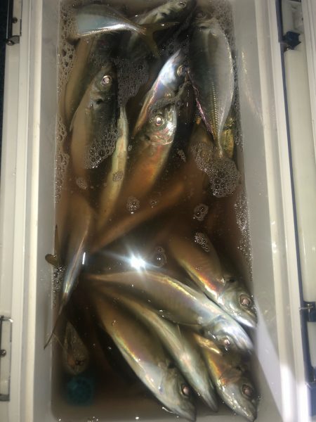 ヤザワ渡船 釣果