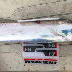 フィッシング キッタカ 釣果