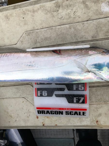 フィッシング キッタカ 釣果