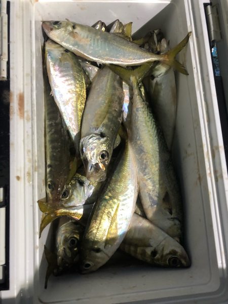 ヤザワ渡船 釣果