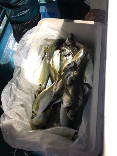 ヤザワ渡船 釣果