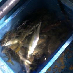 ヤザワ渡船 釣果
