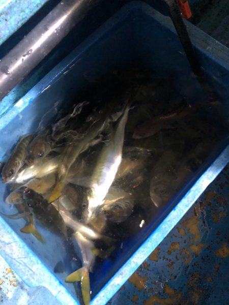 ヤザワ渡船 釣果