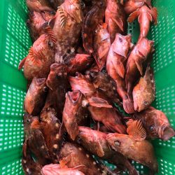 岡田釣船 八英丸 釣果