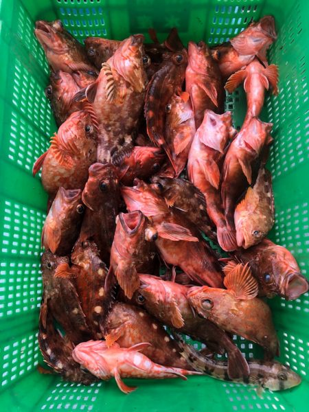 岡田釣船 八英丸 釣果