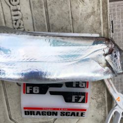 フィッシング　キッタカ 釣果