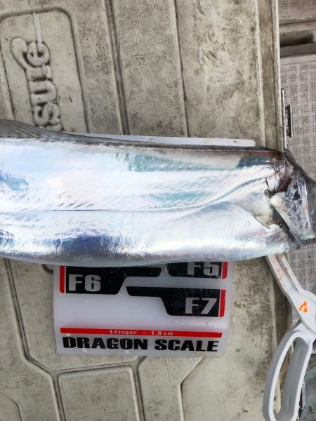 フィッシング　キッタカ 釣果