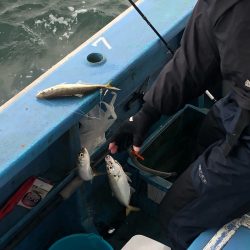 ヤザワ渡船 釣果