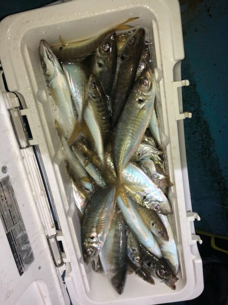 ヤザワ渡船 釣果