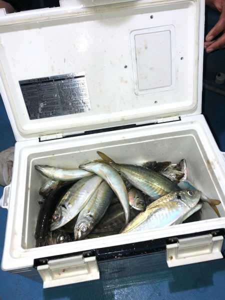 ヤザワ渡船 釣果