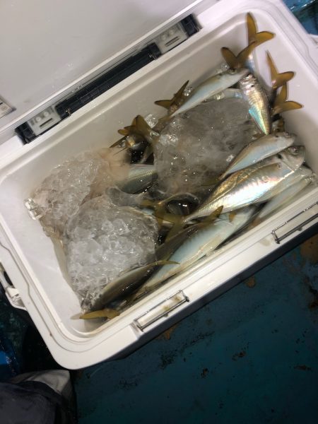 ヤザワ渡船 釣果