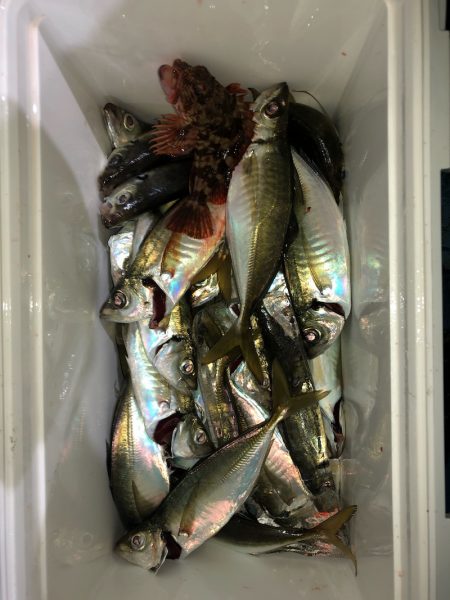 ヤザワ渡船 釣果