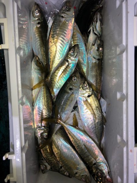 ヤザワ渡船 釣果