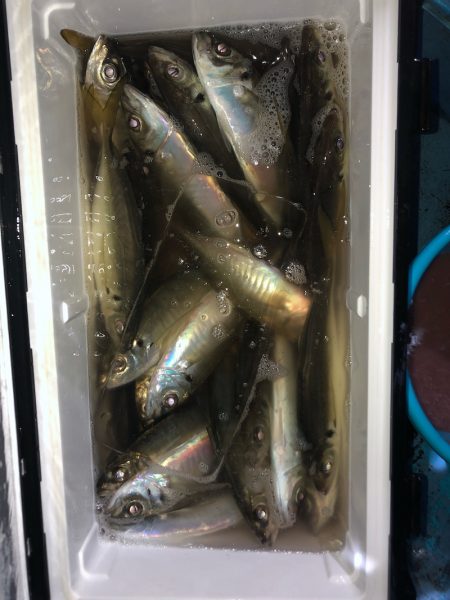 ヤザワ渡船 釣果