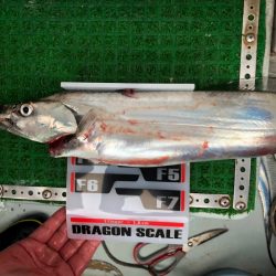 フィッシング キッタカ 釣果