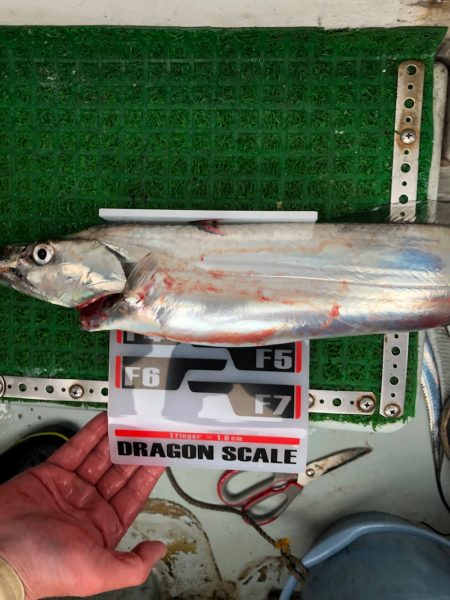 フィッシング キッタカ 釣果