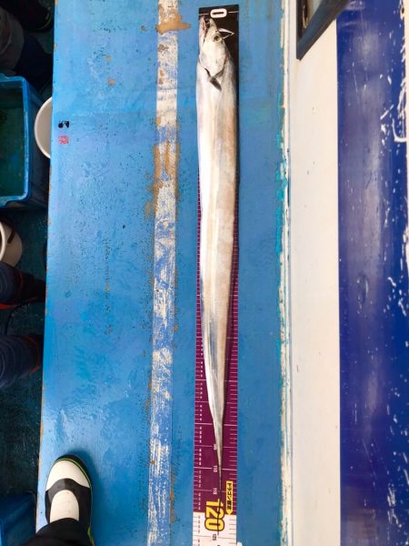 ヤザワ渡船 釣果