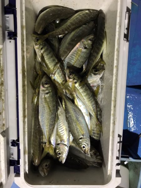 ヤザワ渡船 釣果