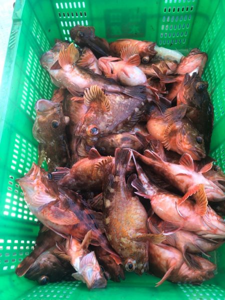 岡田釣船 八英丸 釣果