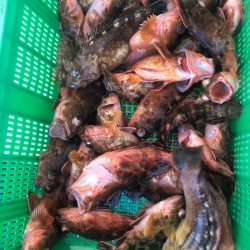 岡田釣船 八英丸 釣果