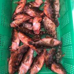 岡田釣船 八英丸 釣果