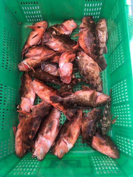 岡田釣船 八英丸 釣果