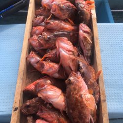 岡田釣船 八英丸 釣果