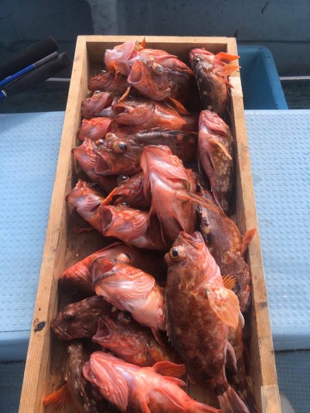 岡田釣船 八英丸 釣果