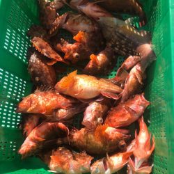 岡田釣船 八英丸 釣果