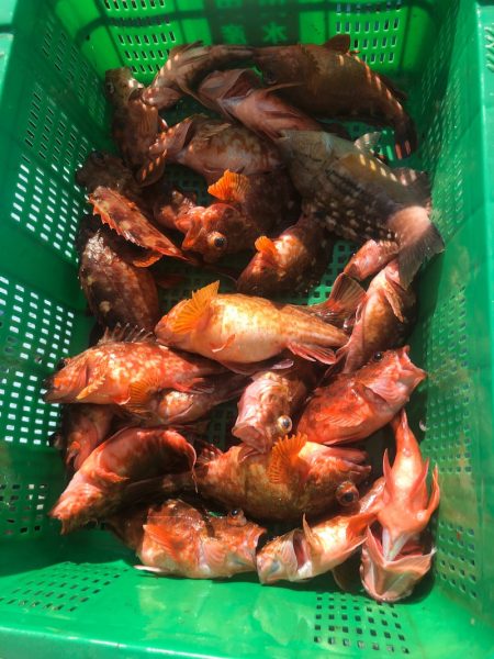 岡田釣船 八英丸 釣果