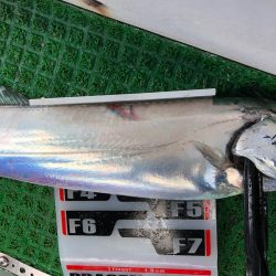 フィッシング キッタカ 釣果