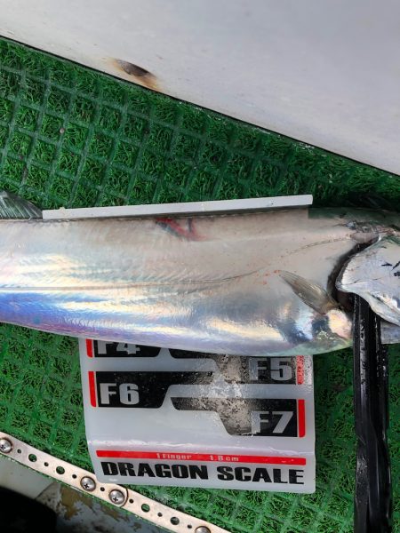 フィッシング キッタカ 釣果