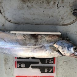 フィッシング キッタカ 釣果