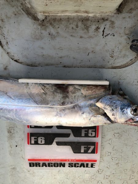 フィッシング キッタカ 釣果