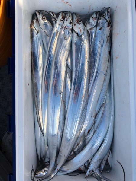 フィッシング キッタカ 釣果