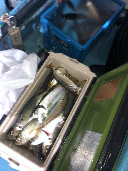 ヤザワ渡船 釣果