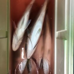 第二八坂丸 釣果