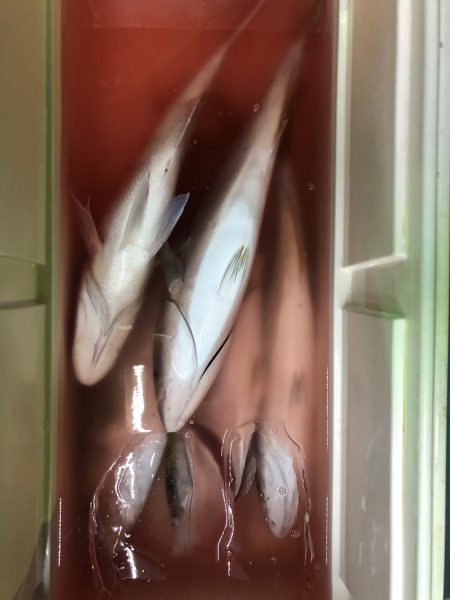 第二八坂丸 釣果