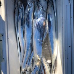 フィッシング キッタカ 釣果