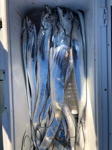 フィッシング キッタカ 釣果