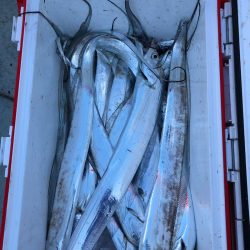 フィッシング キッタカ 釣果