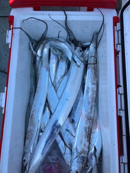 フィッシング キッタカ 釣果