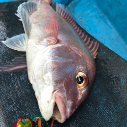 太平丸 釣果