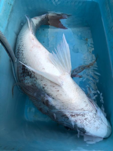 第二八坂丸 釣果