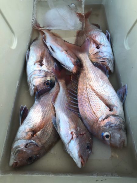 第二八坂丸 釣果