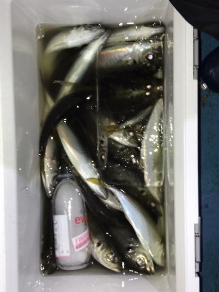 ヤザワ渡船 釣果