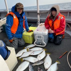 シーランチ 釣果