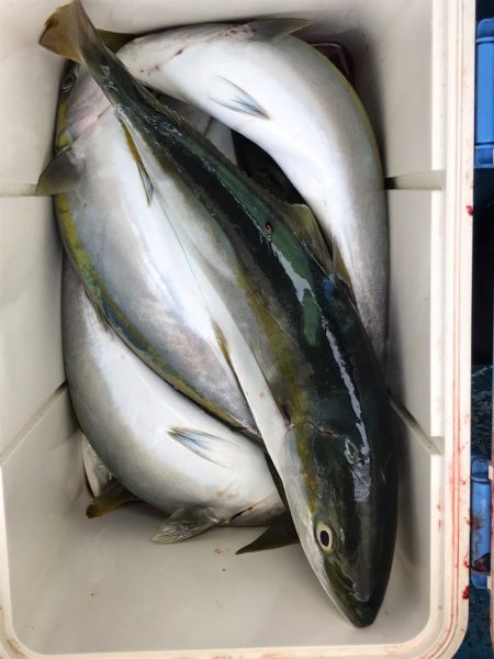 ヤザワ渡船 釣果